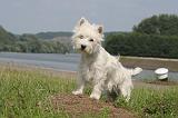 WESTIE 401